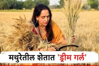 Hema Malini actress and BJP Candidate from Mathura Lok Sabha Seat joins women harvesting wheat in Mathura