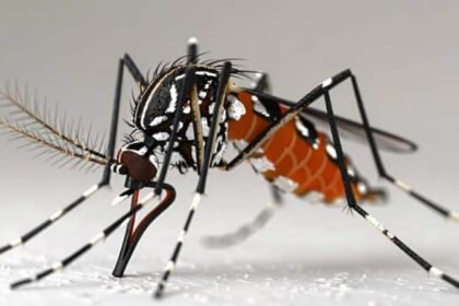 Risk Factors of Dengue: What are the biggest risk factors in dengue? Know from health experts