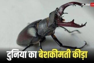 Stag beetle is world rarest insect one insect costs Rs 75 lakh people keep it in their homes World Rarest Insect: दुनिया का दुर्लभ स्टैग बीटल कीट, एक कीड़े की कीमत 75 लाख, घरों में रखते हैं लोग 