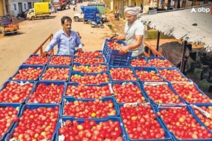 Tomato prices skyrockets reaches at 80 rupees kg in retail market after heavy rainfall Tomato Prices: टमाटर की कीमतों ने कर दिया लाल, बारिश से 80 रुपये किलो तक पहुंच गया भाव